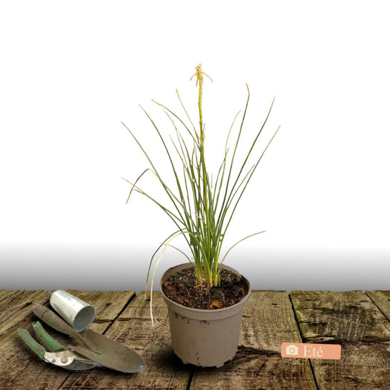 Kniphofia, Tison de Satan Lemon Popsicle® à fleurs Jaune/ - feuillage Caduc - Pot de 4L - 40/60 cm - Imagen 3