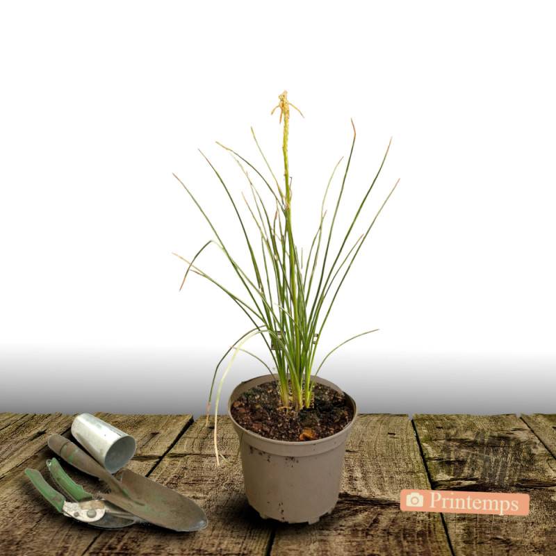 Kniphofia, Tison de Satan Lemon Popsicle® à fleurs Jaune/ - feuillage Caduc - Pot de 4L - 40/60 cm - Imagen 5