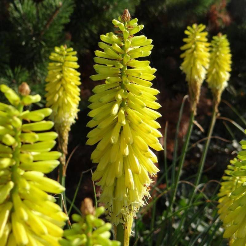 Kniphofia, Tison de Satan Lemon Popsicle® à fleurs Jaune/ - feuillage Caduc - Pot de 4L - 40/60 cm - Imagen 1