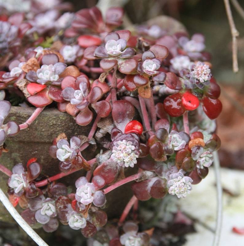 Sedum spathulifolium Purpureum - Orpin Godet de 8/9 cm