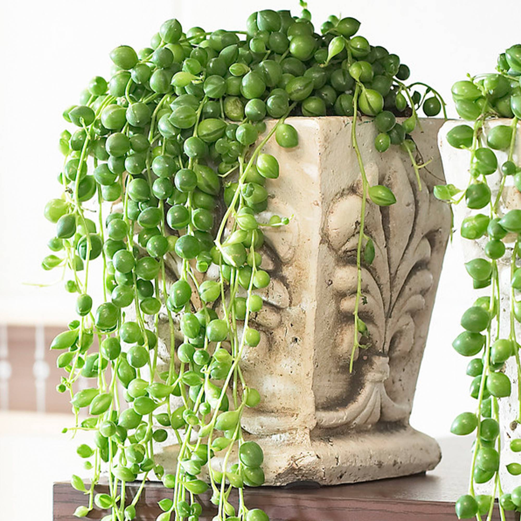 Gardenersdream - Senecio Rowleyanus – Collier De Perles | Vente De Plantes D’Intérieur | 20-30 Cm De Hauteur, En Pot - GardenersDream - Imagen 1