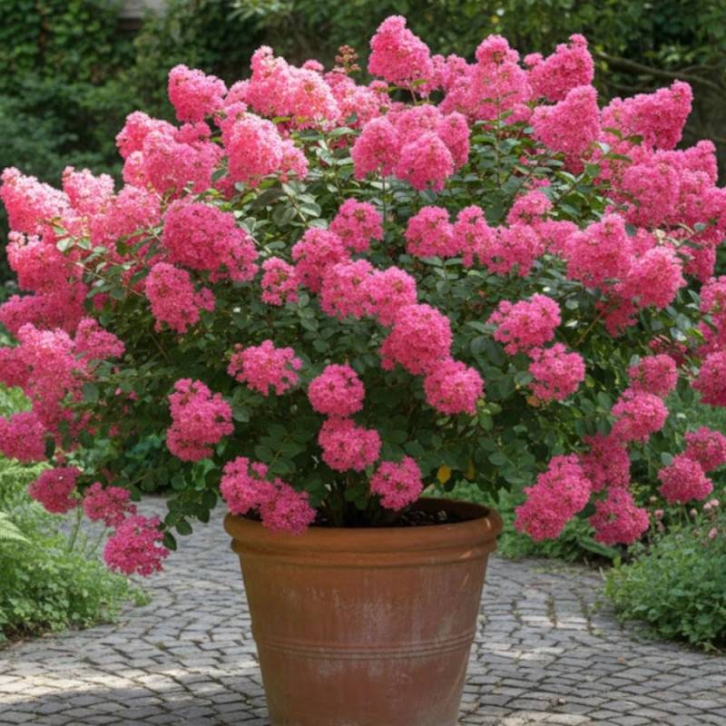 Lilas des Indes Saint Emilion® 'Desemi 103', Lagerstroemia à fleurs Rouge - feuillage Caduc - Pot de 15 L - 100/120 cm-  hauteur à maturité De 1,00 m - Image 3