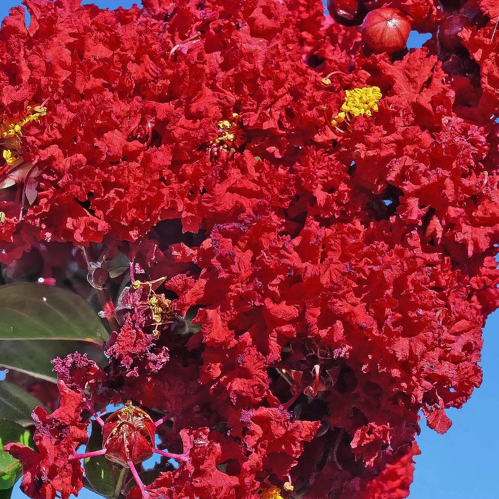 Lilas des Indes Saint Emilion® 'Desemi 103', Lagerstroemia à fleurs Rouge - feuillage Caduc - Pot de 15 L - 100/120 cm- hauteur à maturité De 1,00 m - Image 1