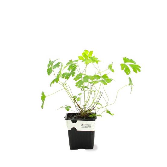 3 Ancolies 'Blue Star' (Aquilegia 'Blue Star') - Lot de 3 vivaces - Pépinières Naudet - Image 2