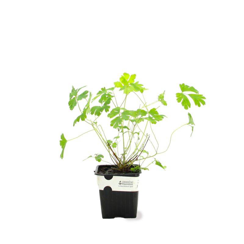 3 Ancolies 'Blue Star' (Aquilegia 'Blue Star') - Lot de 3 vivaces - Pépinières Naudet - Imagen 2