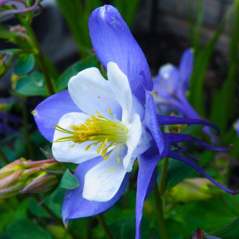 3 Ancolies 'Blue Star' (Aquilegia 'Blue Star') - Lot de 3 vivaces - Pépinières Naudet - Imagen 1