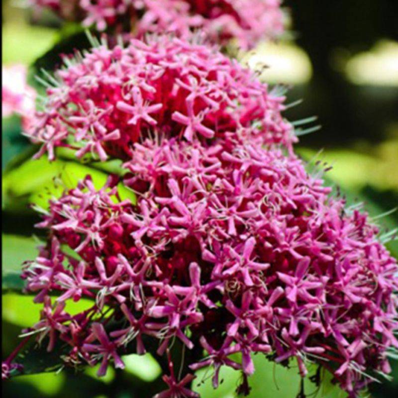 Clérodendron fétide 'Pink Diamond' (Clerodendrum bungei 'Pink Diamond') - Godet 9cm - Pépinières Naudet - Imagen 1
