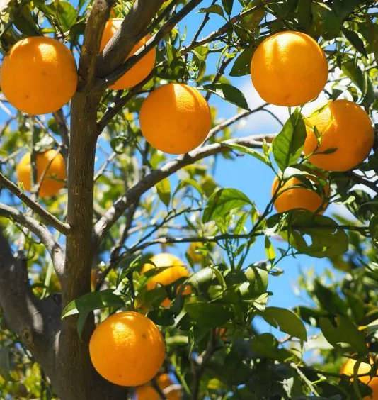 0 - Citrus sinensis var.Lanelate (orange grand fruit bien équilibré) Pot de 9 litres -140/160 cm