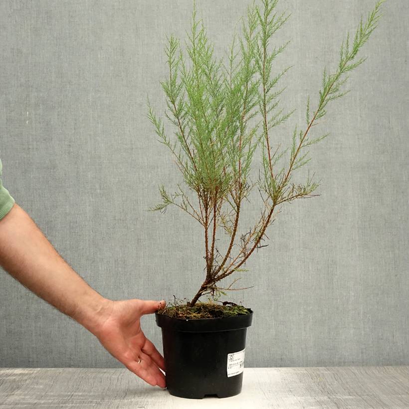 Tamaris ramosissima Rubra - Tamaris d'été Pot de 3L/4L - Image 2