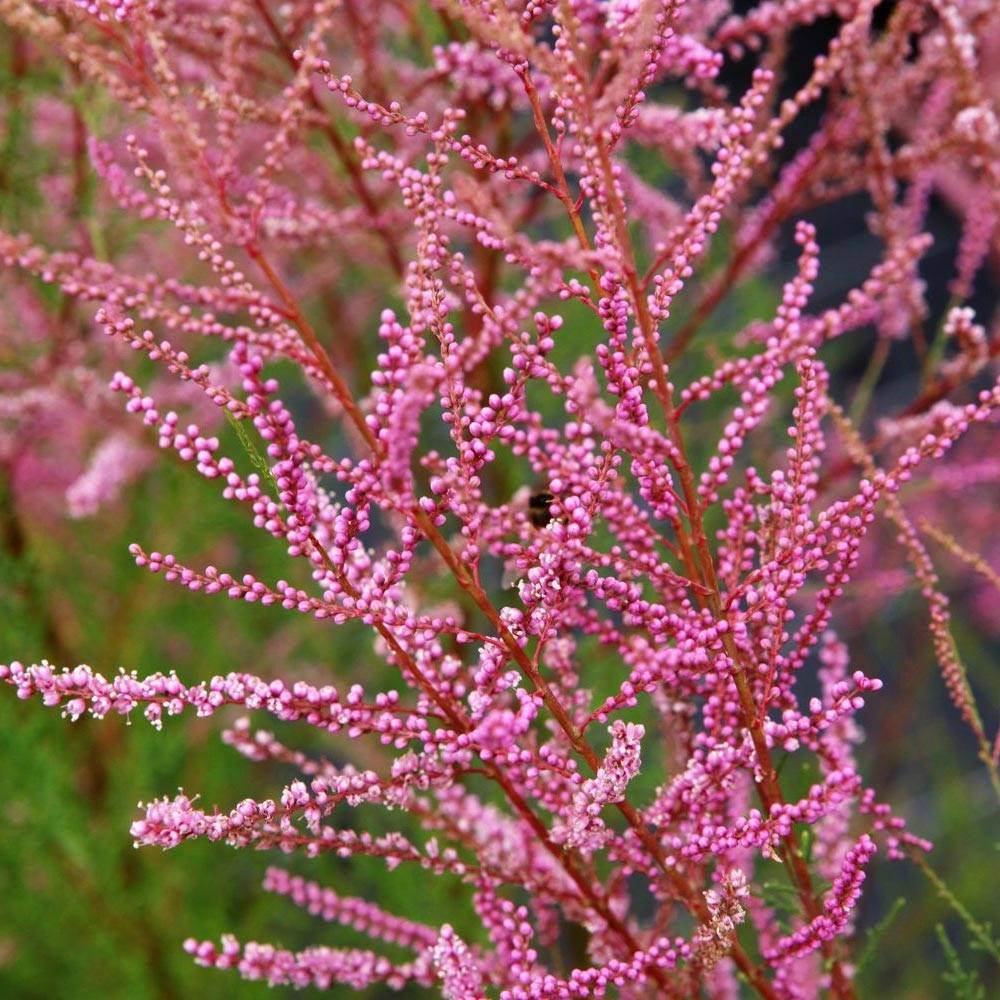 Tamaris ramosissima Rubra - Tamaris d'été Pot de 3L/4L