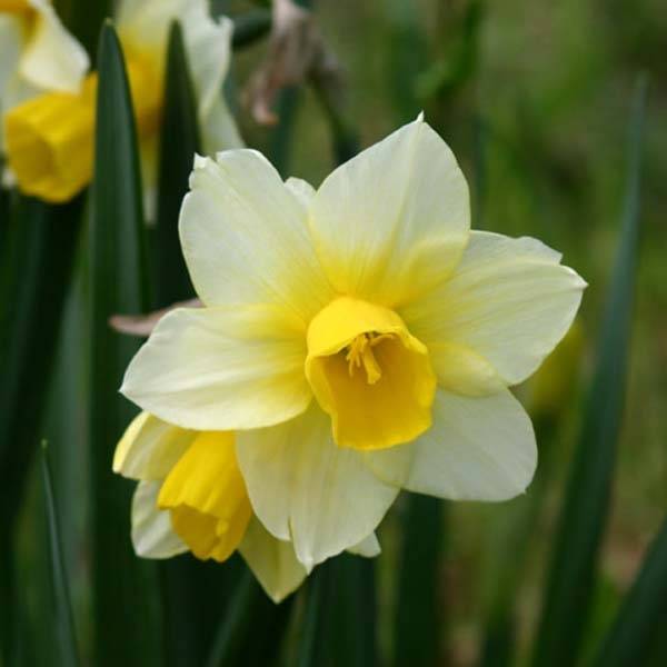 Promesse de Fleurs - Narcisse Golden Echo Bulbe calibre 10+ (par 10)