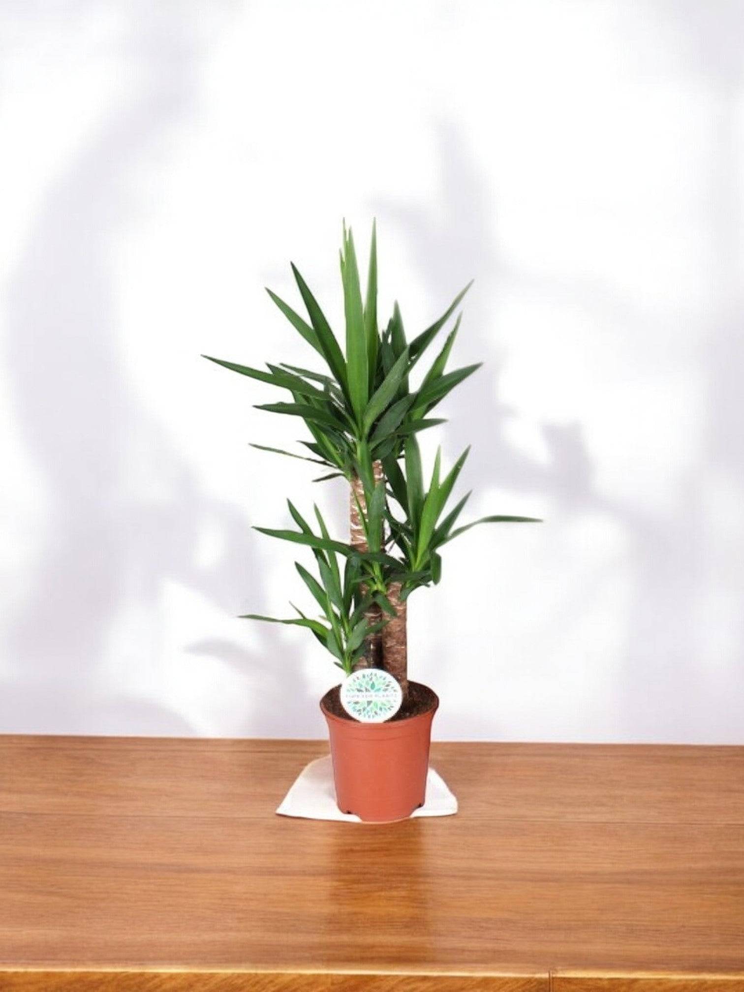La Green Touch - Yucca Elephantipes 90cm - Plante d'intérieur- La Green Touch - Image 1
