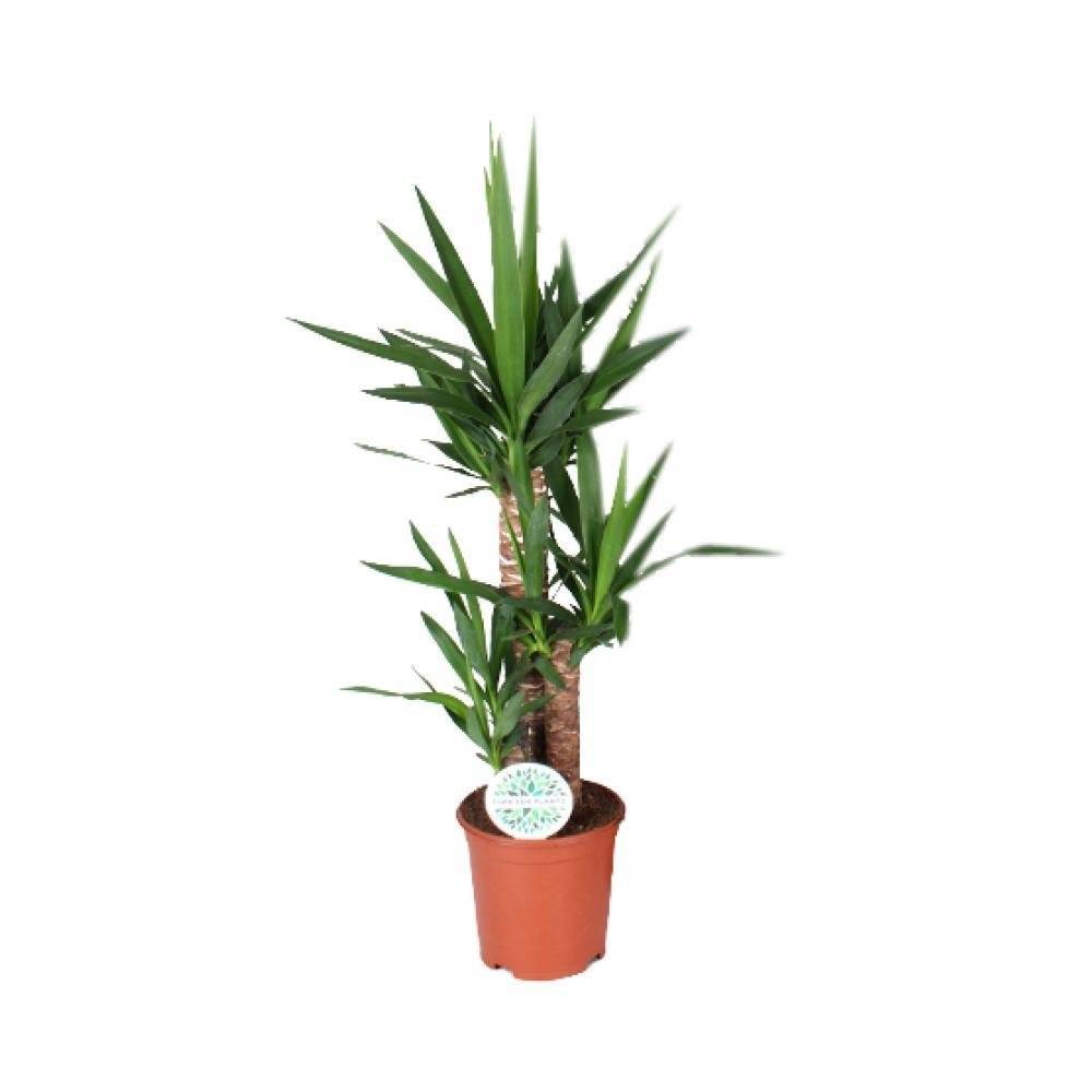 La Green Touch - Yucca Elephantipes 90cm - Plante d'intérieur- La Green Touch - Image 2