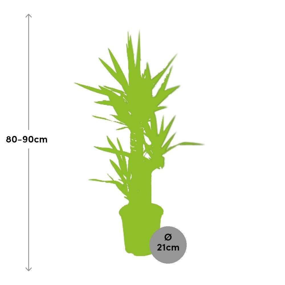 La Green Touch - Yucca Elephantipes 90cm - Plante d'intérieur- La Green Touch - Image 3