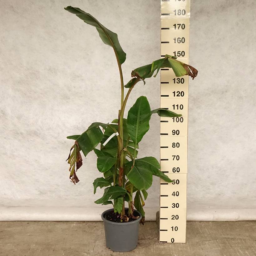 Promesse de Fleurs - Bananier à fleurs roses - Musa velutina Pot de 12L/15L - Image 2