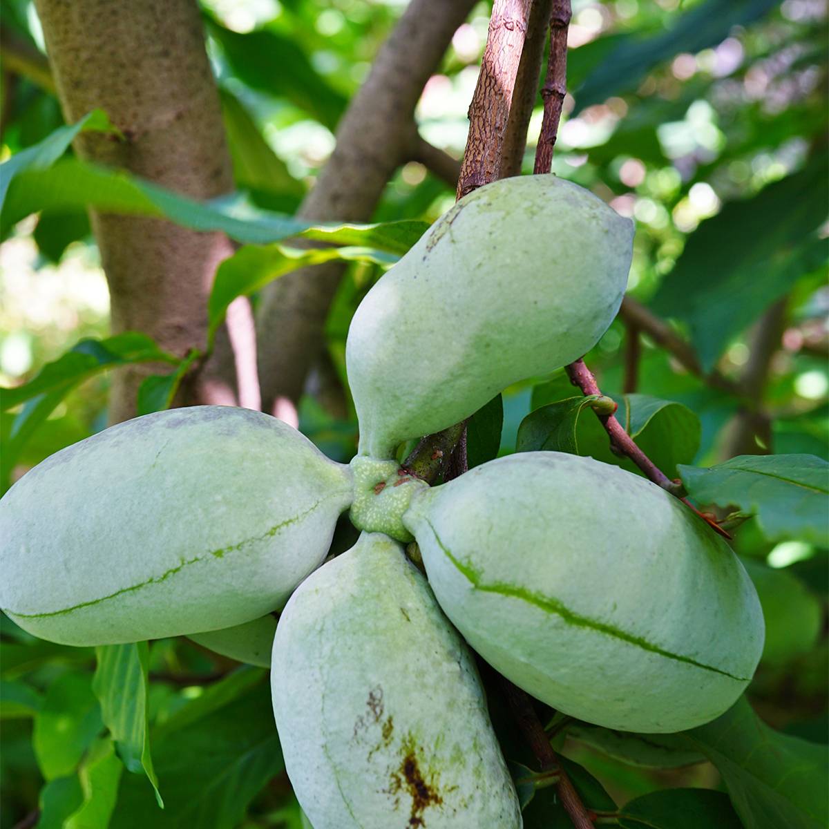 Asimina triloba Susquehanna Peterson Pawpaws Pot de 3L/4L