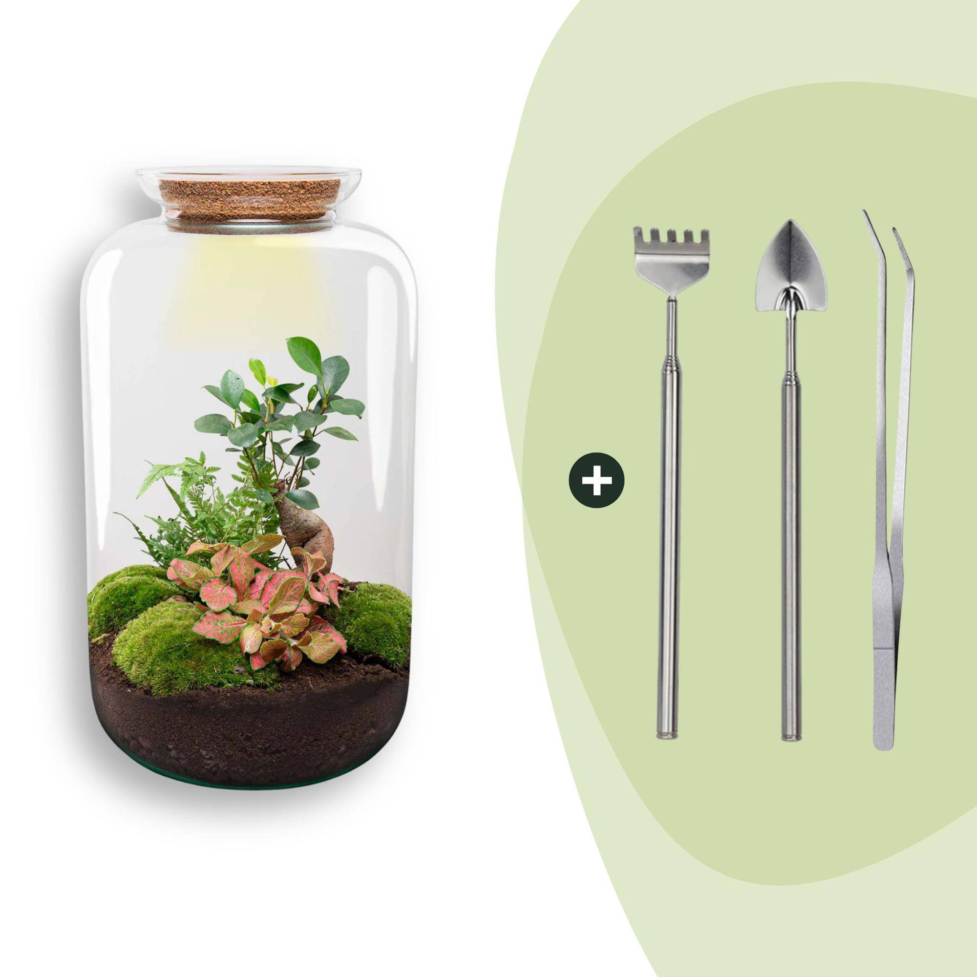 Terrarium à composer bouteille en verre recyclé - Ø23-H43cm - avec râteau, pelle et pince - Ficus Ginseng - Terrarium DIY