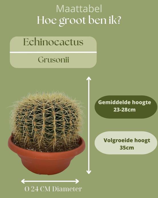 La Green Touch - Cactus Echinocactus Grusonii en Pot- La Green Touch - Image 4