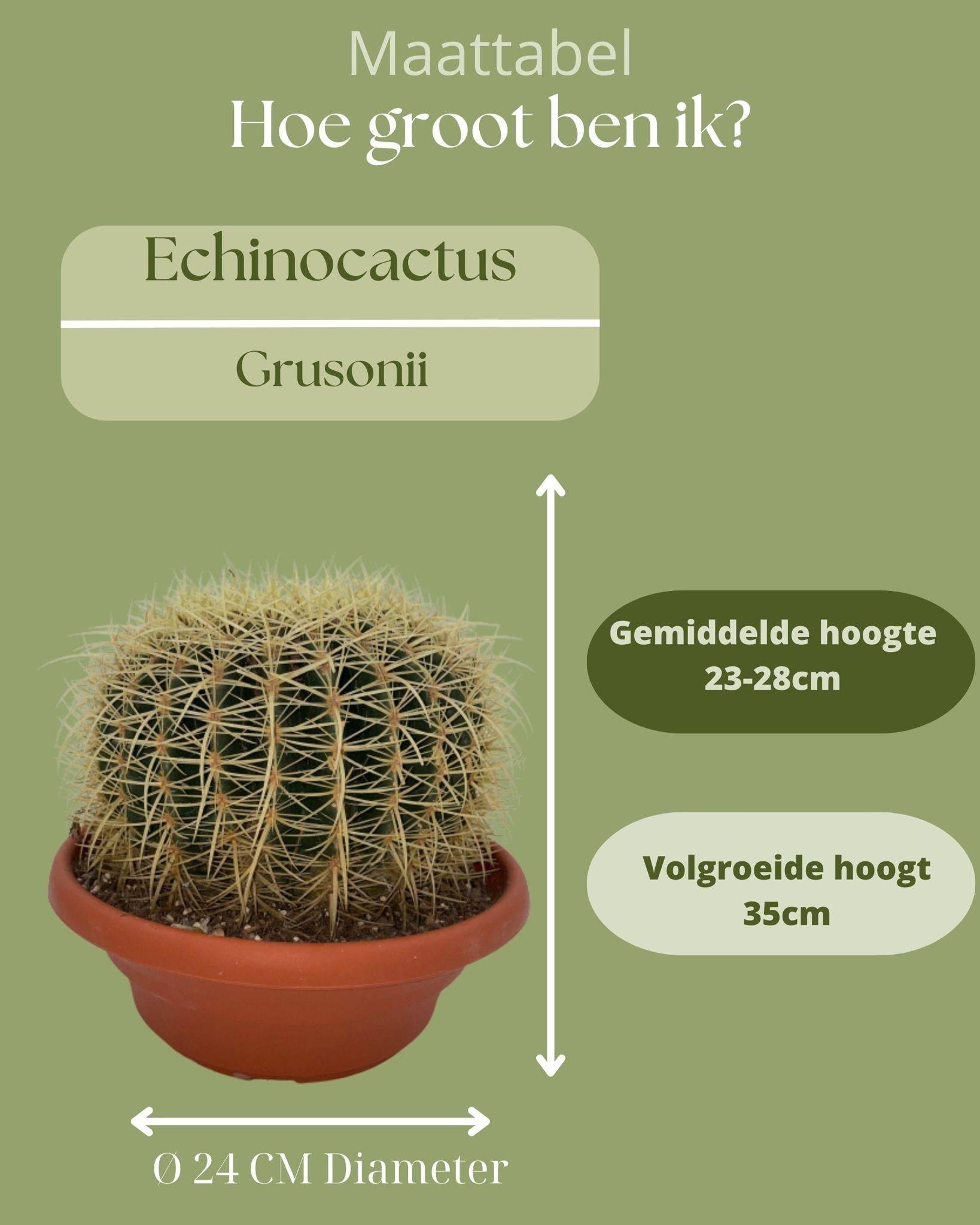 La Green Touch - Cactus Echinocactus Grusonii en Pot- La Green Touch - Image 4