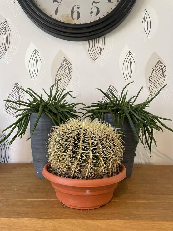 La Green Touch - Cactus Echinocactus Grusonii en Pot- La Green Touch - Image 2