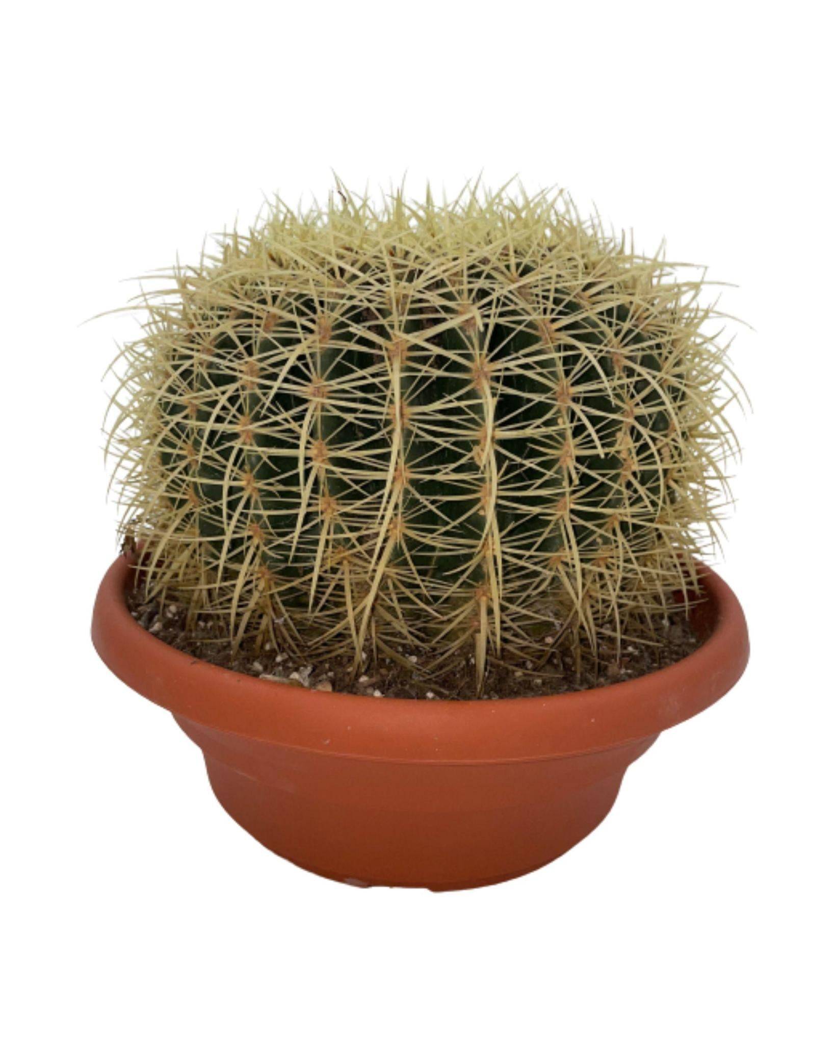 La Green Touch - Cactus Echinocactus Grusonii en Pot- La Green Touch