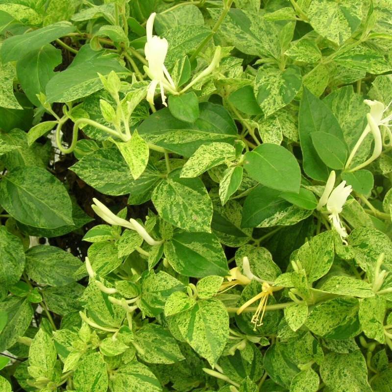 Chèvrefeuille du Japon Mint Crisp® à fleurs Blanche - feuillage Semi-Persistant - Godet - 5/10 cm-  hauteur à maturité De 3,00 m à 5,00 m - Imagen 4