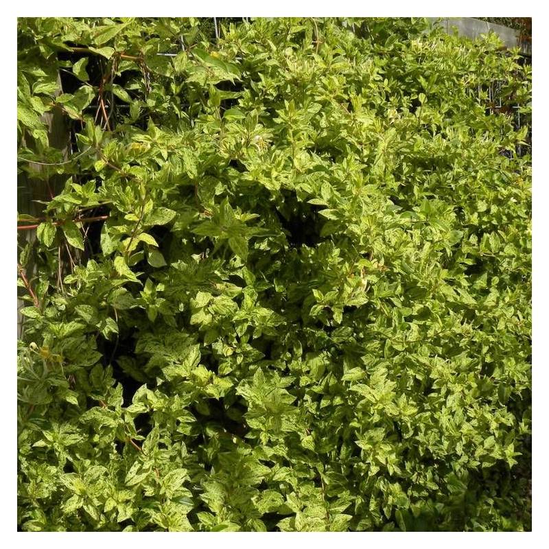 Chèvrefeuille du Japon Mint Crisp® à fleurs Blanche - feuillage Semi-Persistant - Godet - 5/10 cm-  hauteur à maturité De 3,00 m à 5,00 m - Imagen 5