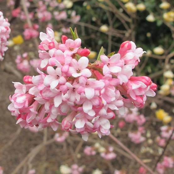 Viorne d'hiver - Viburnum bodnantense Dawn Pot de 6L/7L - Image 1
