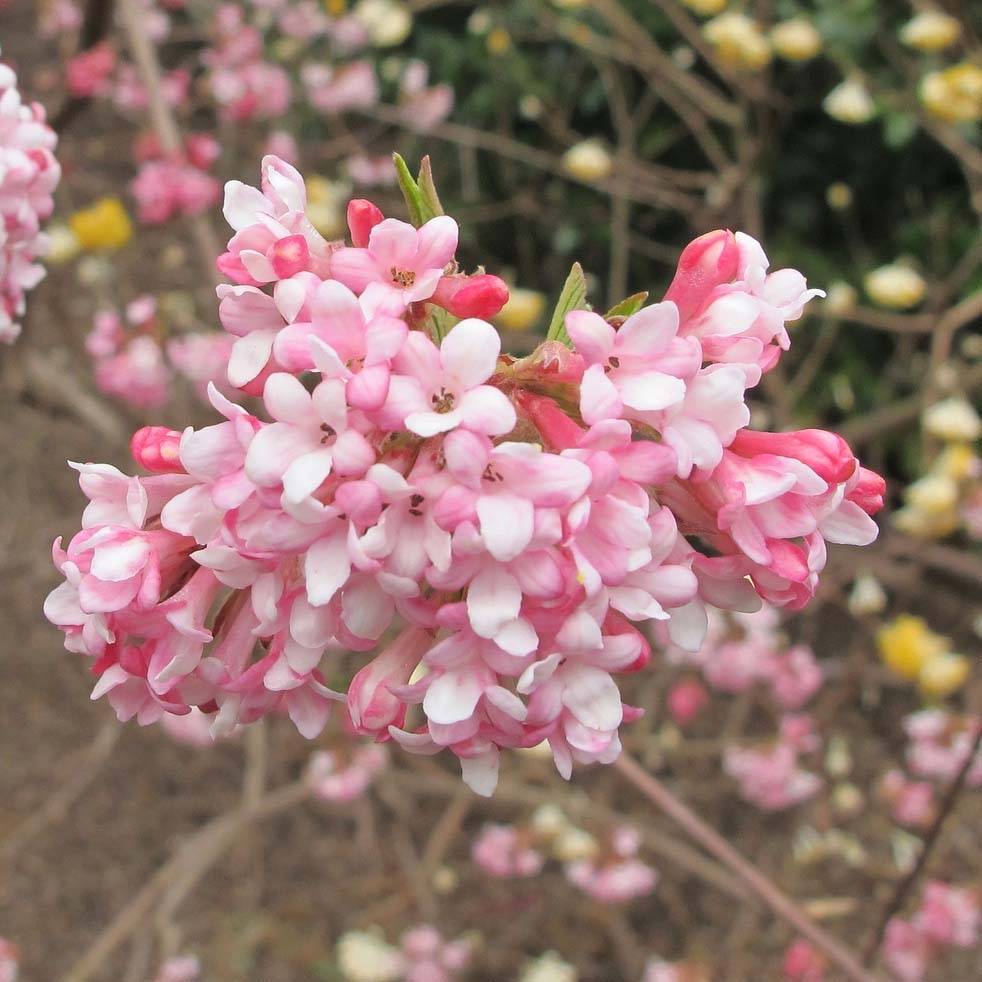Viorne d'hiver - Viburnum bodnantense Dawn Pot de 6L/7L - Image 1