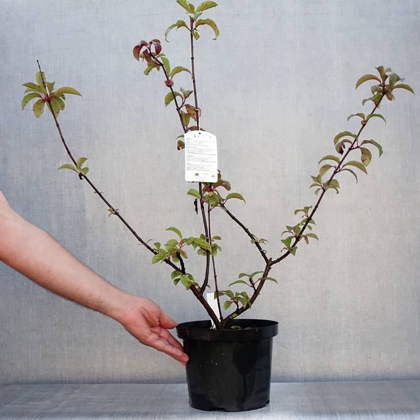 Viorne d'hiver - Viburnum bodnantense Dawn Pot de 6L/7L - Image 2