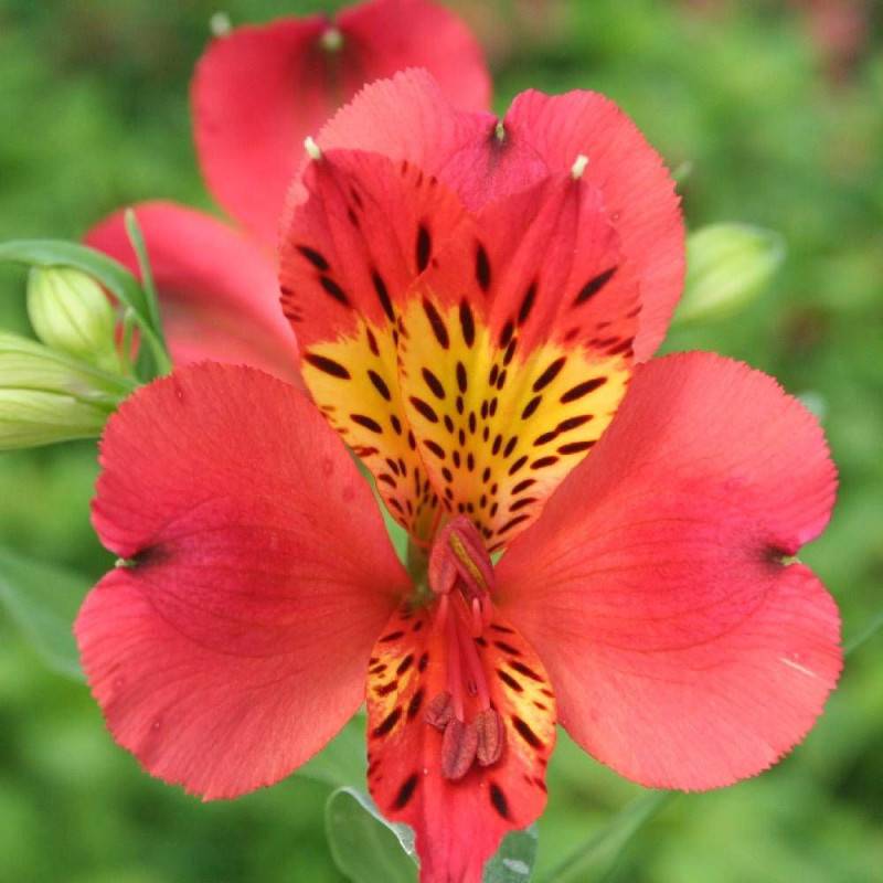 Alstrœmères Liré, Lis des Incas à fleurs Rouge/ - feuillage Caduc - Godet - 5/20 cm