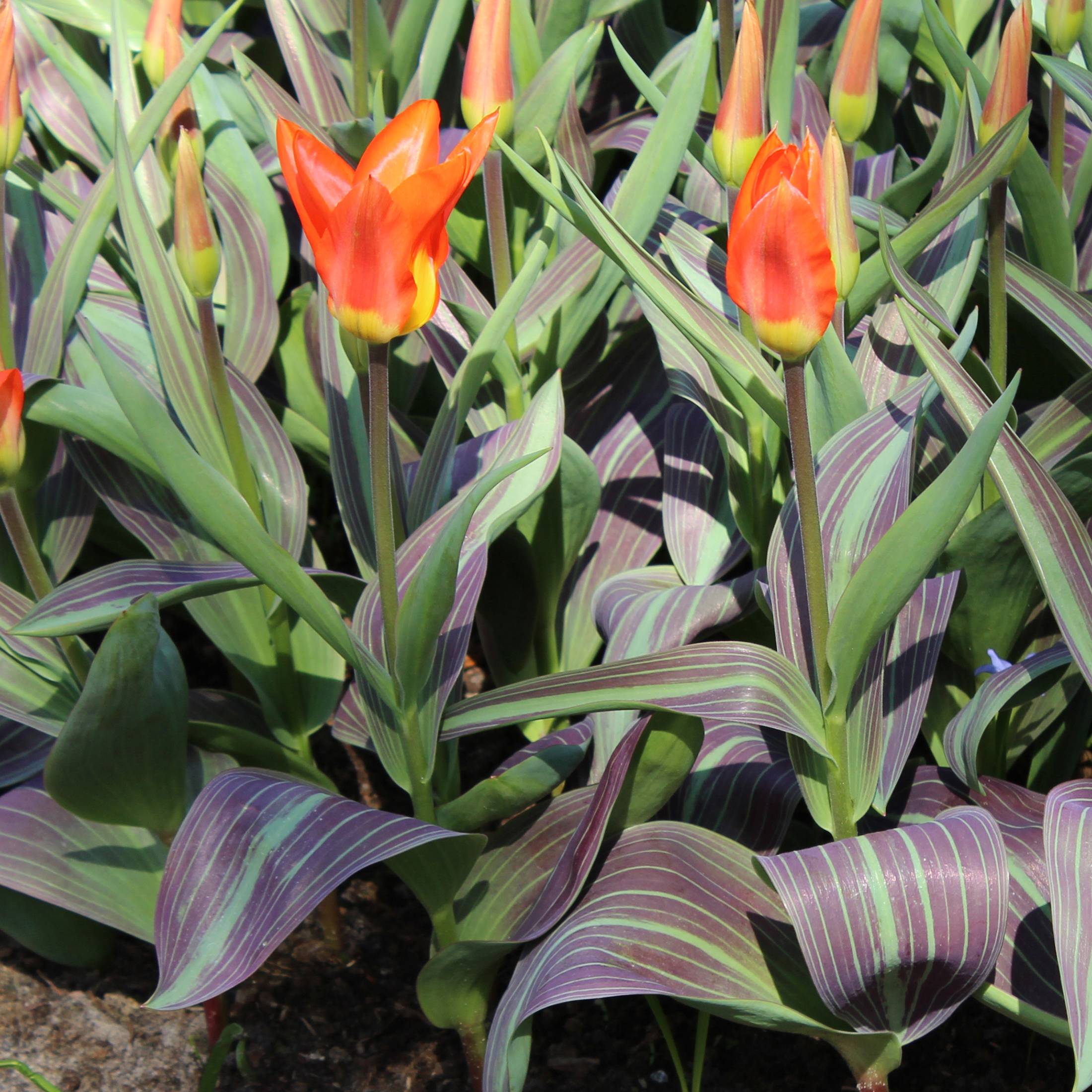 Promesse de Fleurs - Tulipe fosteriana Juan Bulbe calibre 11+ (par 10)