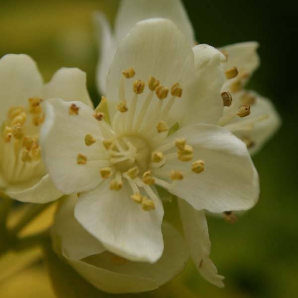 Cornus alba Aurea - Cornouiller blanc Godet de 8/9 cm - Image 1