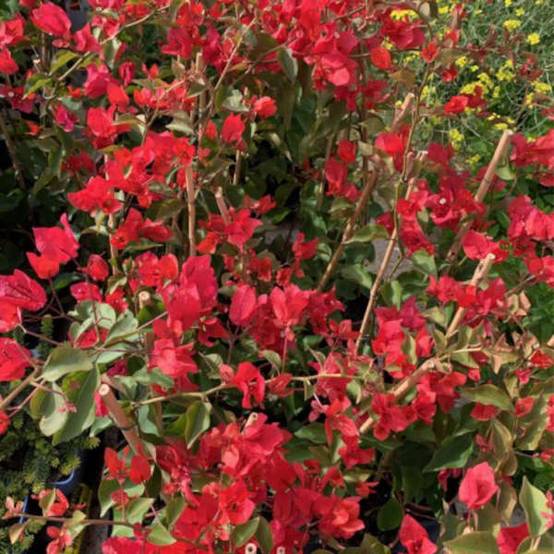 0 - Bougainvillier vera rouge Pot de 5 litres - 160/180 cm