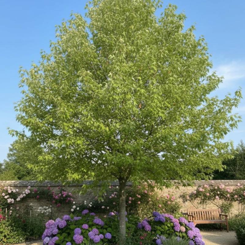 Érable argenté Wieri, Acer saccharinum à fleurs Rouge - feuillage Caduc - Pot de 30L - Tige 8/10 - 175/200 cm-  hauteur à maturité Plus de 20 m - Imagen 2