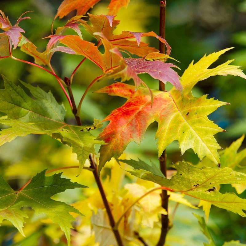 Érable argenté Wieri, Acer saccharinum à fleurs Rouge - feuillage Caduc - Pot de 30L - Tige 8/10 - 175/200 cm-  hauteur à maturité Plus de 20 m - Imagen 1