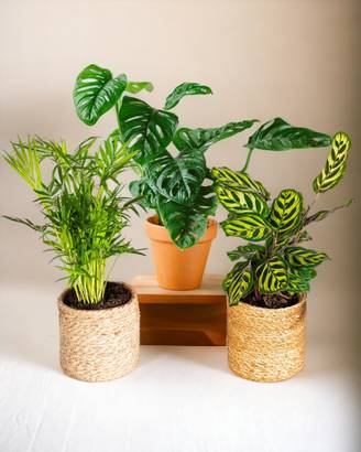Coffret Plantes Jungle Fever 50cm - D12 H50cm