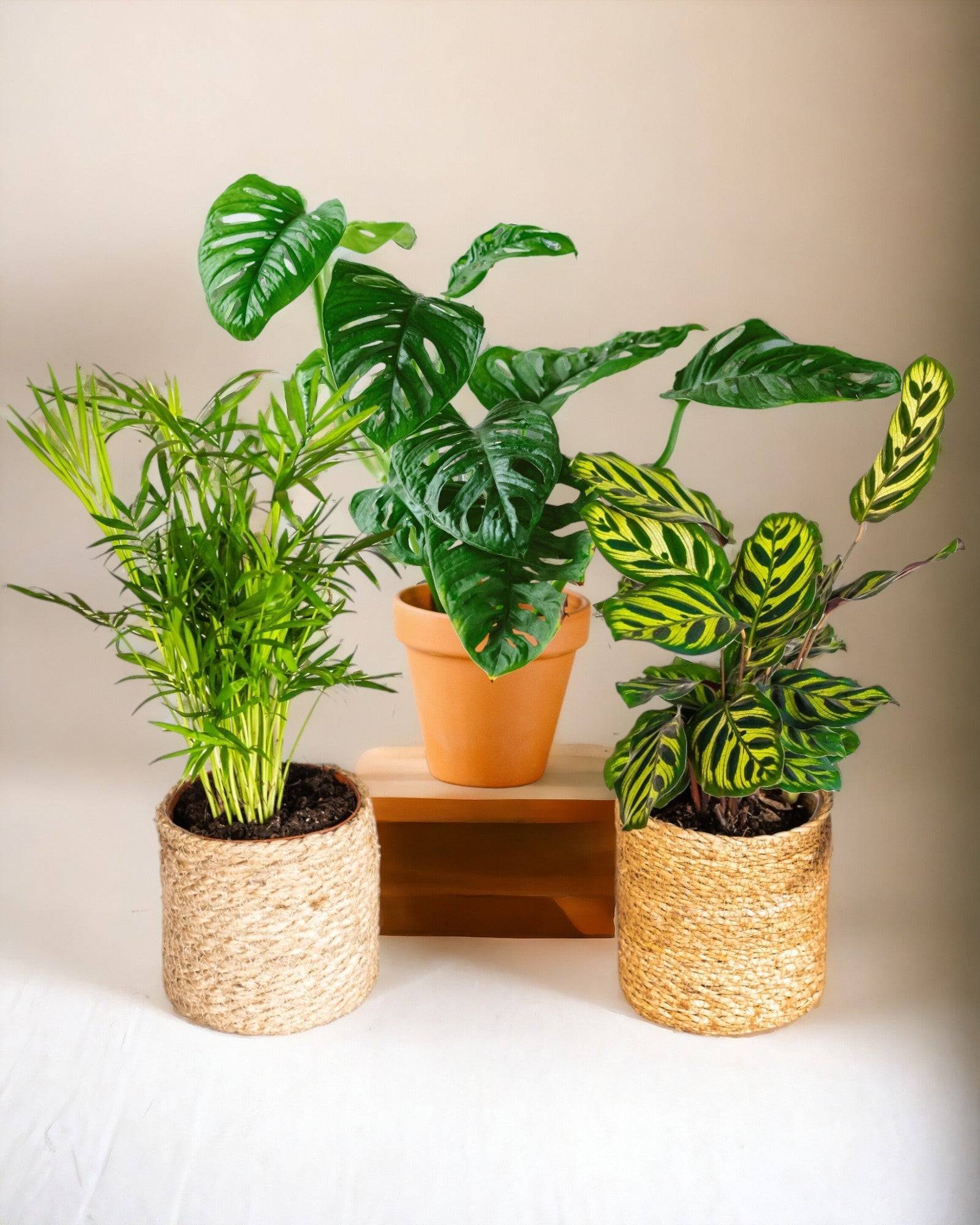 La Green Touch - Coffret Plantes Jungle Fever 50cm - D12 H50cm