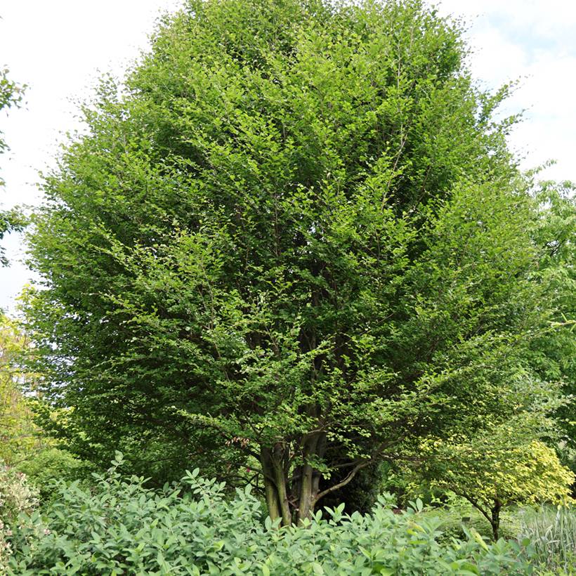 Promesse de Fleurs - Fagus sylvatica Skrzat - Hêtre nain Pot de 4L/5L