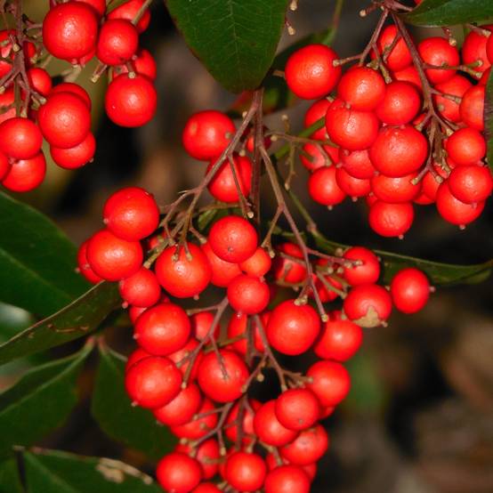 Promesse de Fleurs - Nandina domestica Richmond - Bambou sacré Pot de 2L/3L - Image 1