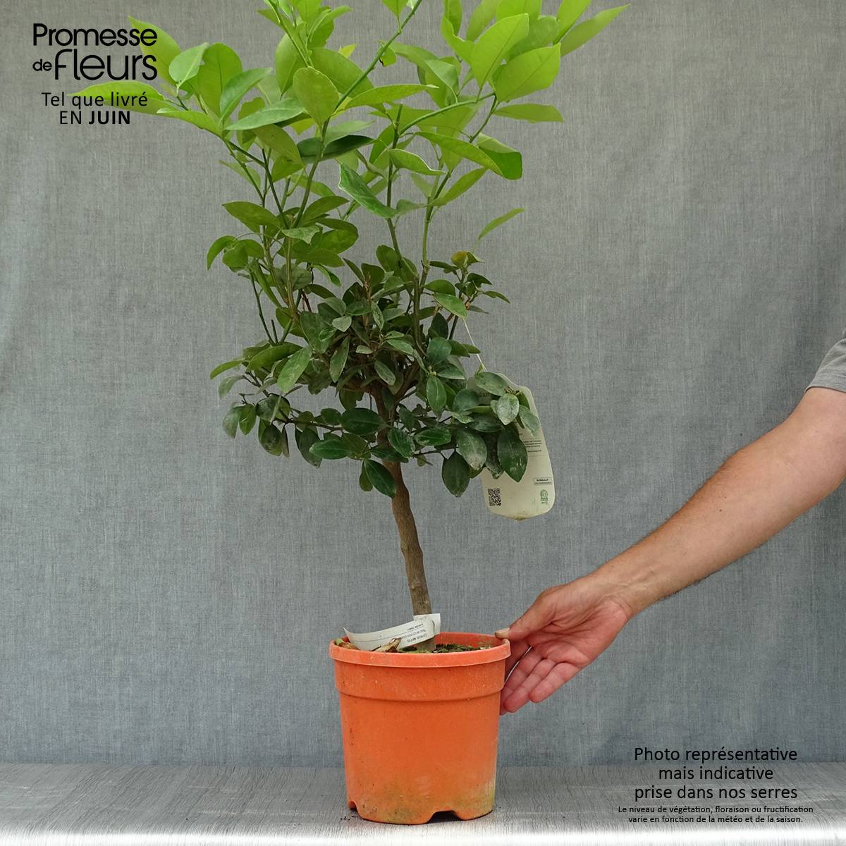 Calamondin - Citrus madurensis (mitis) Pot de 6L/7L, Tige - Image 2