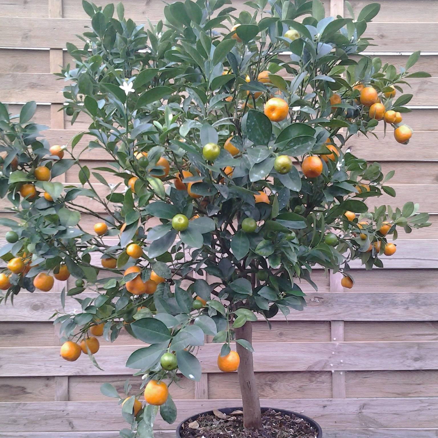 Calamondin - Citrus madurensis (mitis) Pot de 6L/7L, Tige