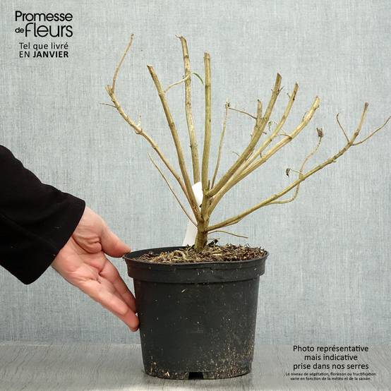 Leonotis leonurus - Queue de lion Pot de 3L/4L