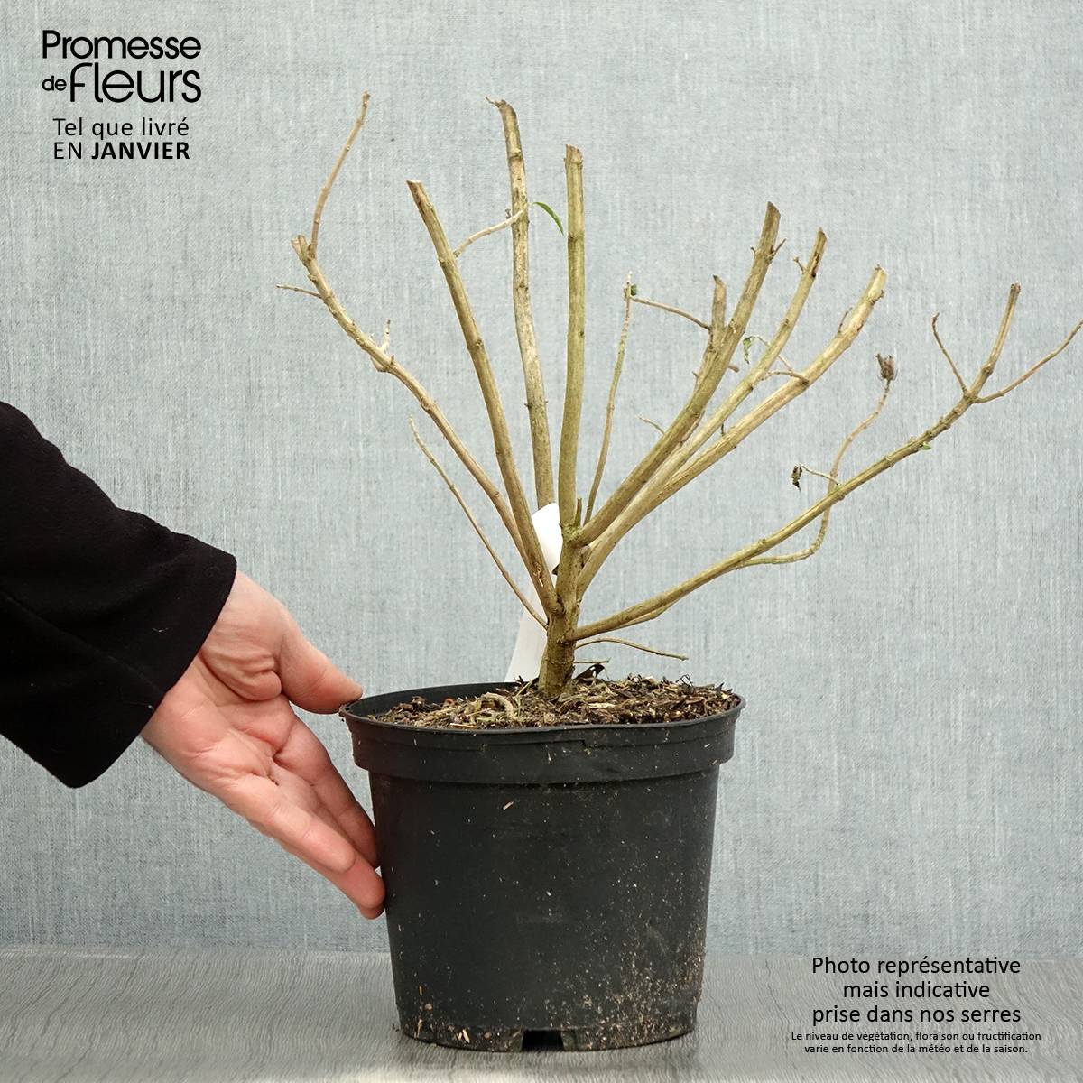 Leonotis leonurus - Queue de lion Pot de 3L/4L
