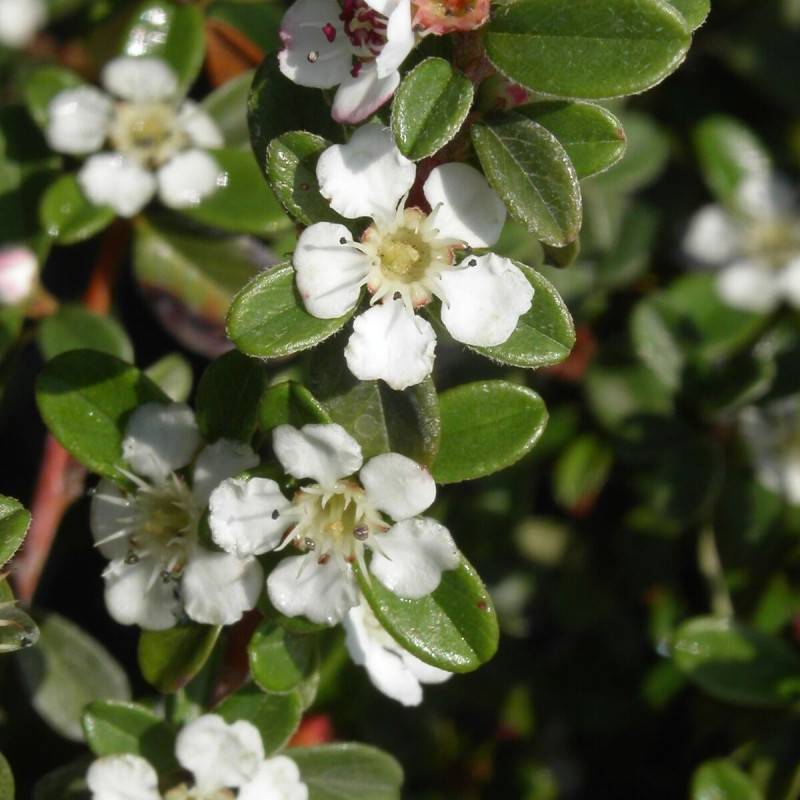 Cotoneaster rampant Eichholz no 1, Cotonéaster à fleurs Blanche - feuillage Semi-Persistant - Pot de 3L - 20/40 cm- hauteur à maturité De 0,15 m à 0, - Image 1