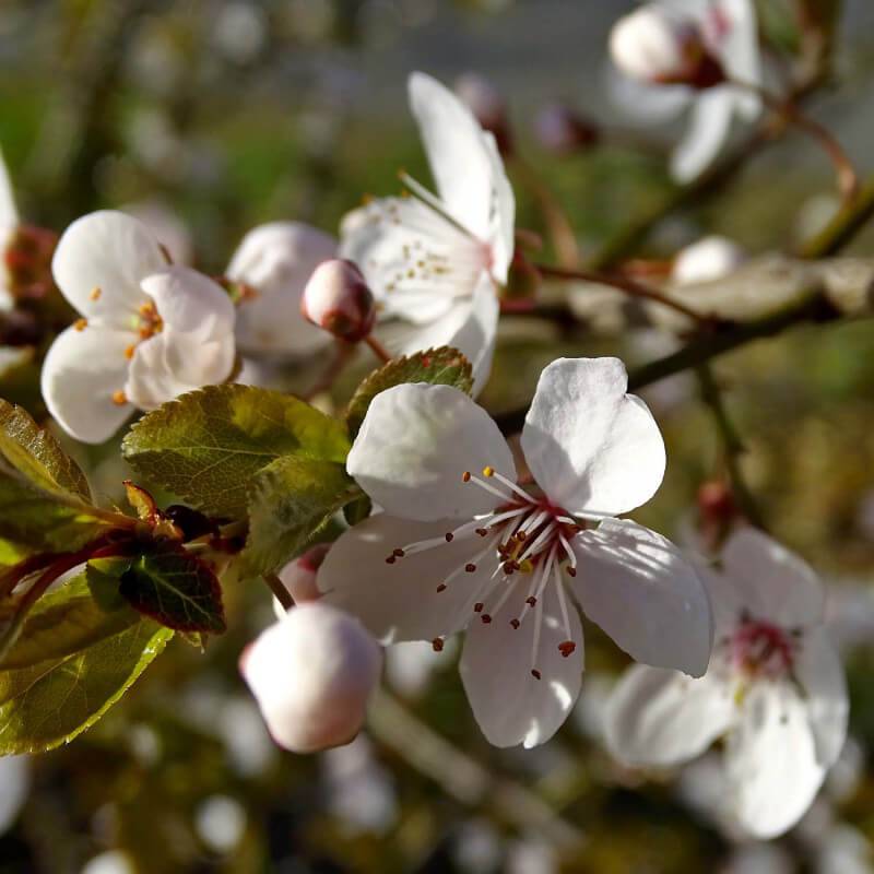 Cerisier bigarreau 'Van' (Prunus avium 'Van') - Scion de 150cm - Pépinières Naudet - Imagen 5