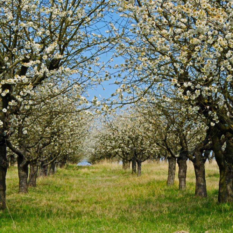 Cerisier bigarreau 'Van' (Prunus avium 'Van') - Scion de 150cm - Pépinières Naudet - Imagen 2