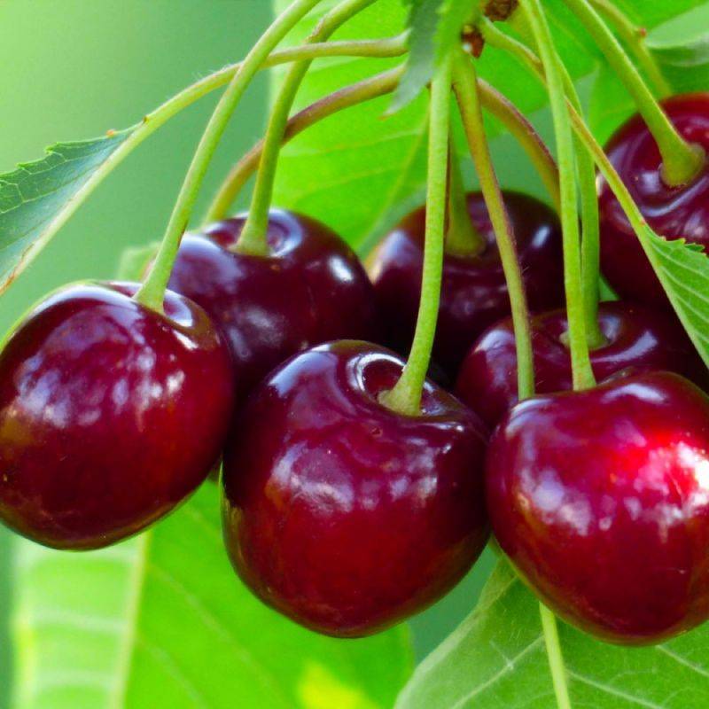Cerisier bigarreau 'Van' (Prunus avium 'Van') - Scion de 150cm - Pépinières Naudet - Imagen 1