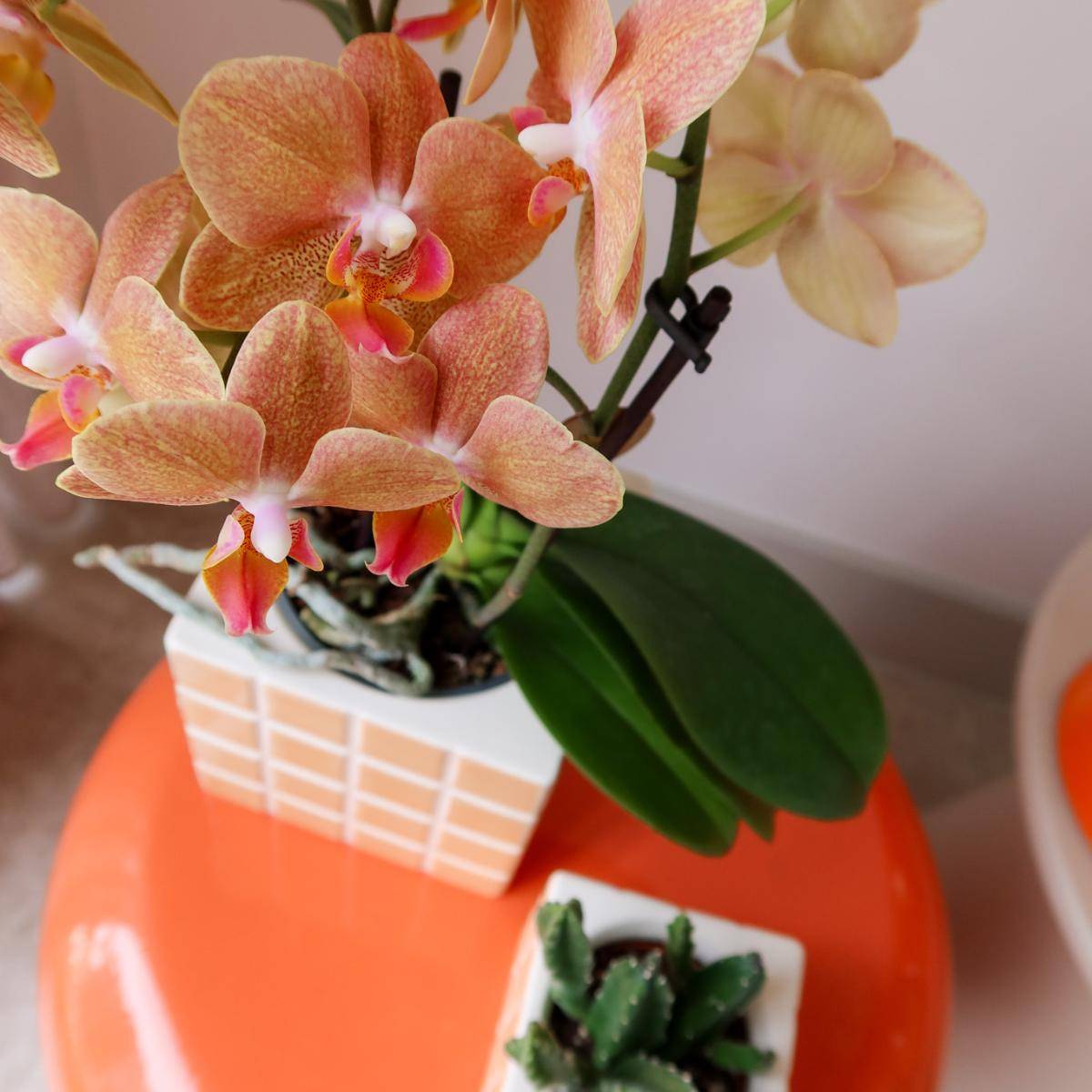 Pot décoratif Mosa Orange- La Green Touch - Imagen 5