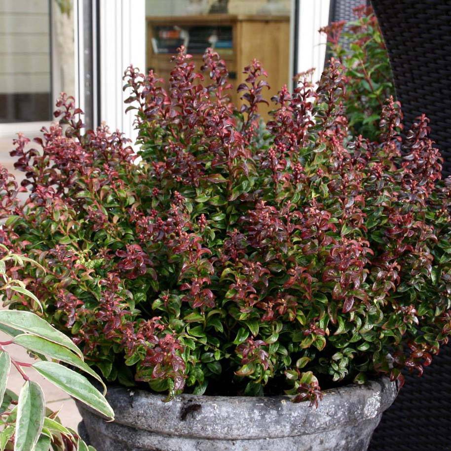 Promesse de Fleurs - Leucothoe axillaris Twisting Red Pot de 7,5L/10L